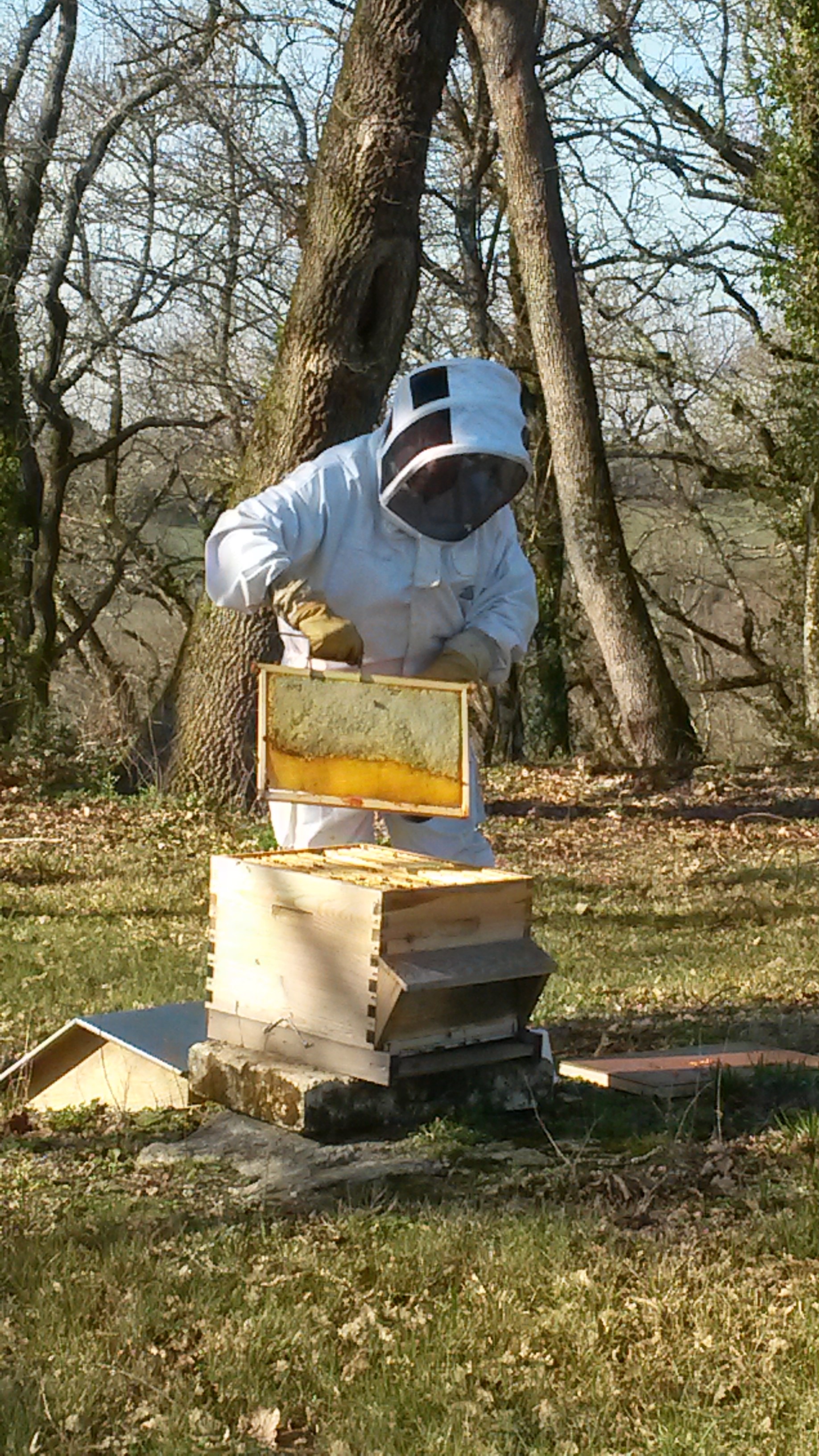 abeilles printemps